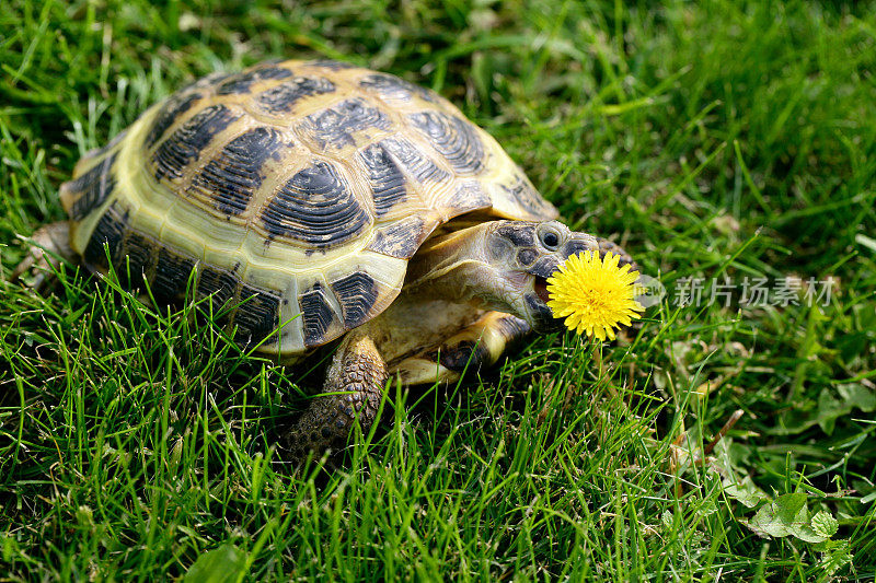 在绿草上吃蒲公英的俄国龟