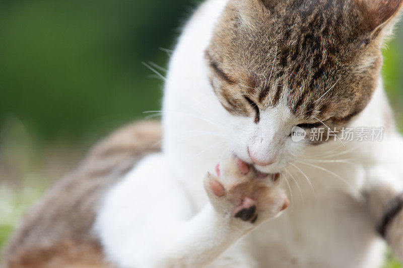 流浪猫在街上休息