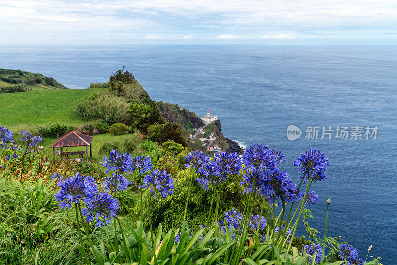 亚速尔群岛的奇异开花植物