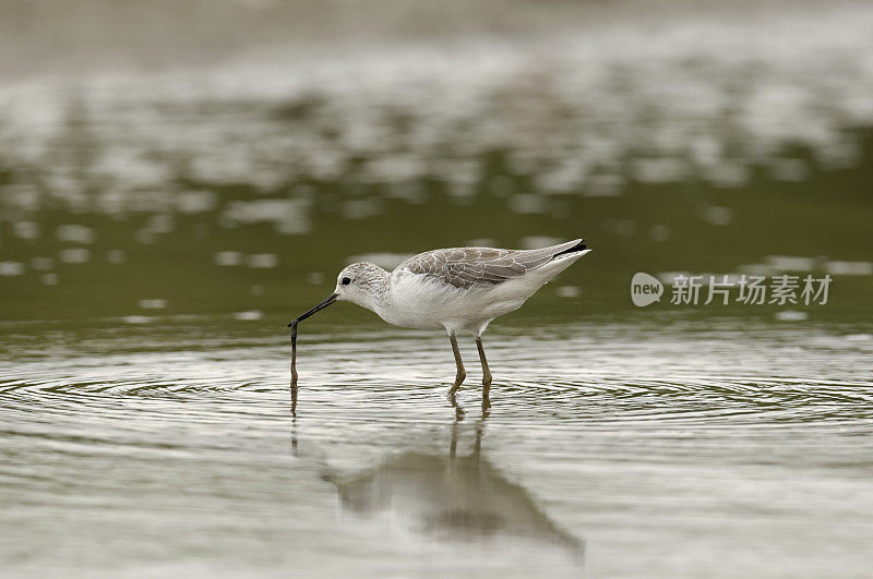 食鹬虫