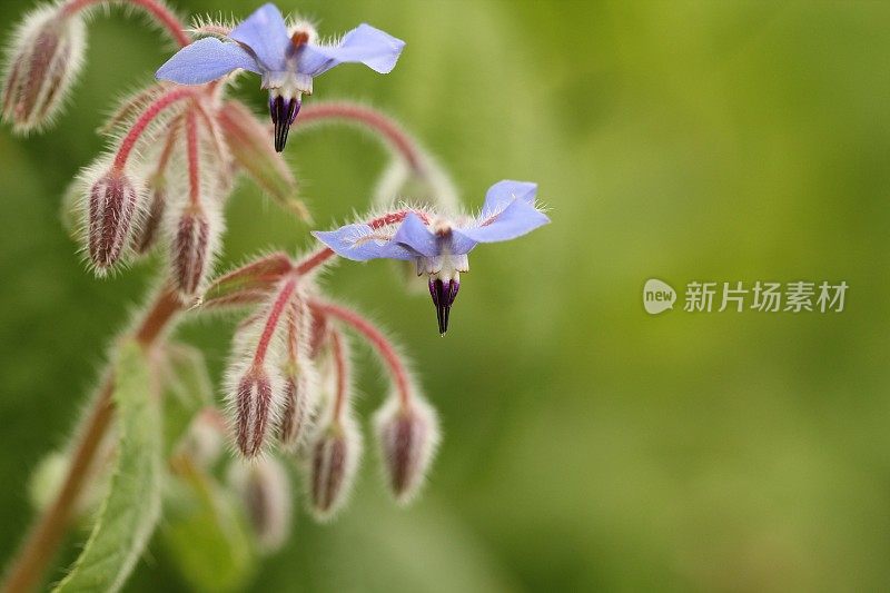 琉璃苣花的特写