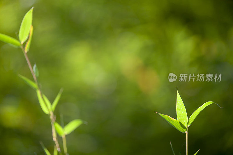 生长中的竹叶框架在森林或纹理背景与良好的光线