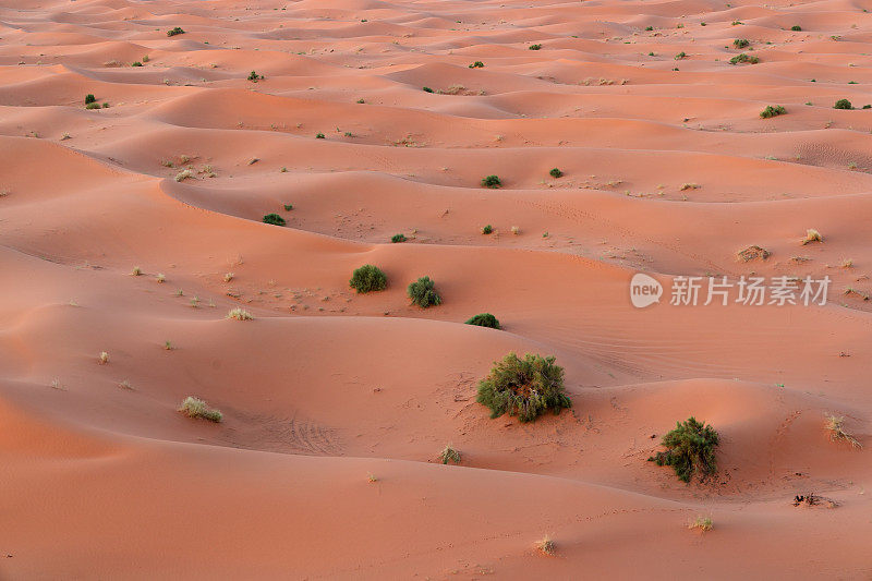 撒哈拉沙漠的日出。摩洛哥Merzouga沙漠中巨大的橙色沙状沙丘。