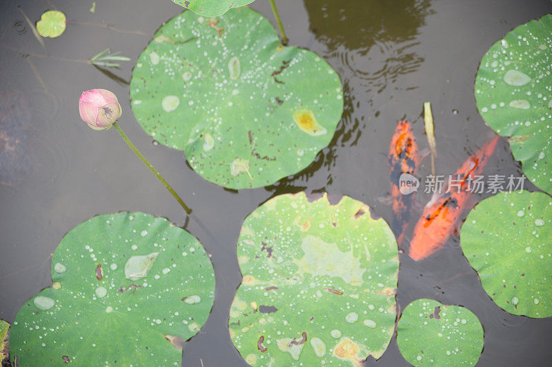 锦鲤在池塘里游泳