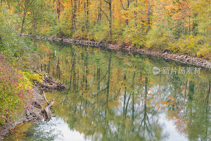 斯诺夸尔米河岸上的秋树