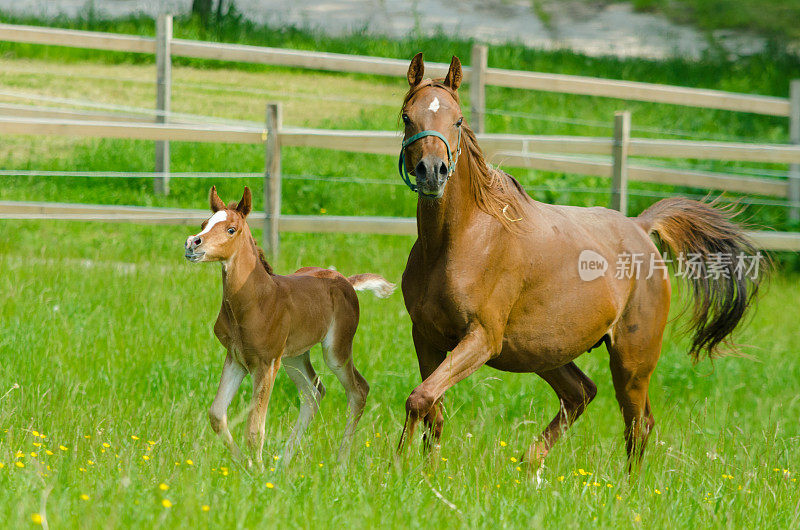 马-在牧场上小跑的母马和小马驹-阿拉伯马