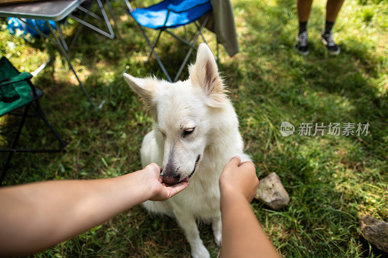 一个不认识的人抚摸着一只白色的比利时玛利诺犬