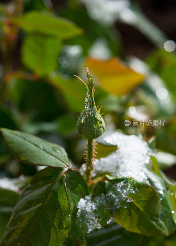 黄色玫瑰的花蕾，芝加哥和平，在加拿大的雪下