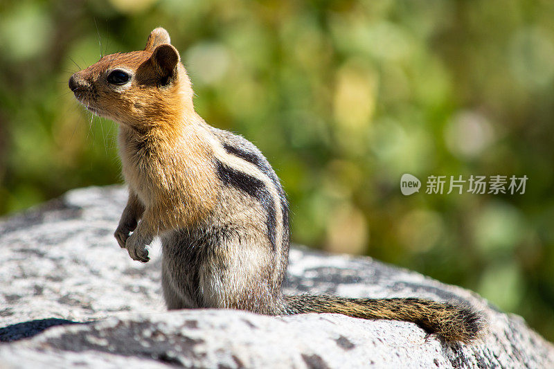太浩湖岩石上可爱的花栗鼠