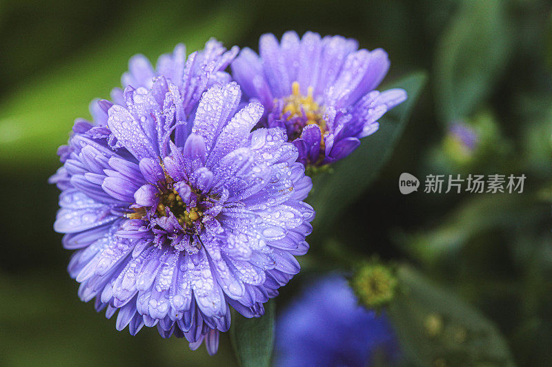 紫色的雏菊花覆盖着清晨的雨露