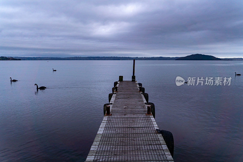 黎明时分，新西兰罗托鲁瓦湖上的黑天鹅