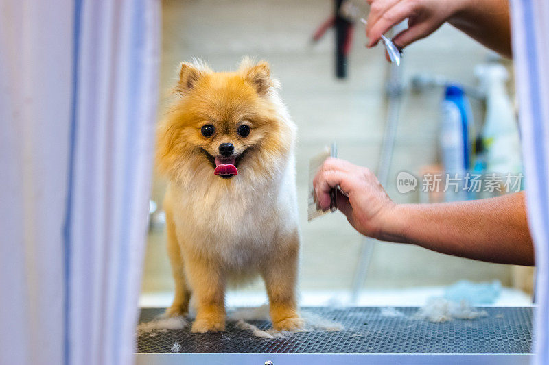 女美容师在室外的桌子上给博美犬理发。最后用剪刀剪狗毛的过程。沙龙的狗。