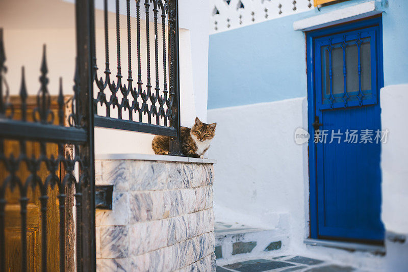 猫坐在篱笆上，希腊