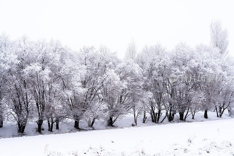 树在冬天，下雪