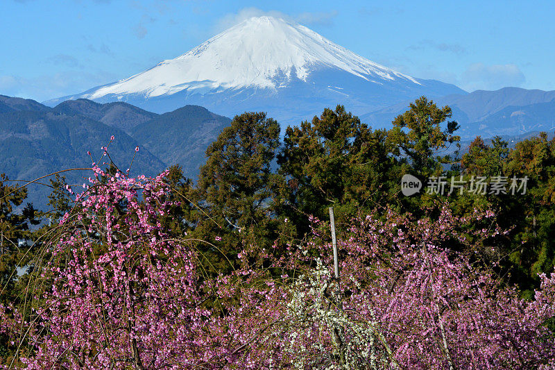 富士山和粉红哭泣梅花