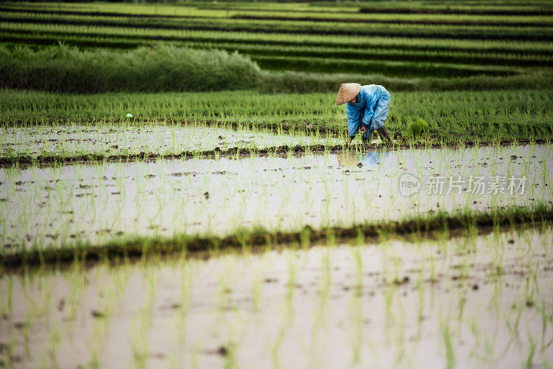 在稻田里工作的印尼农妇。