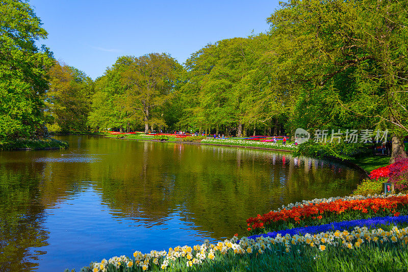 荷兰库肯霍夫公园里五颜六色的郁金香