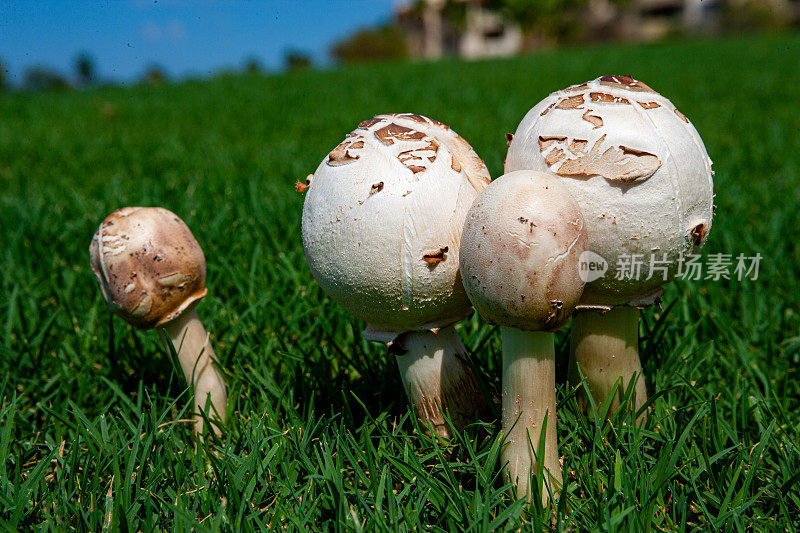 阳光下生长在草地上的绿孢子蘑菇