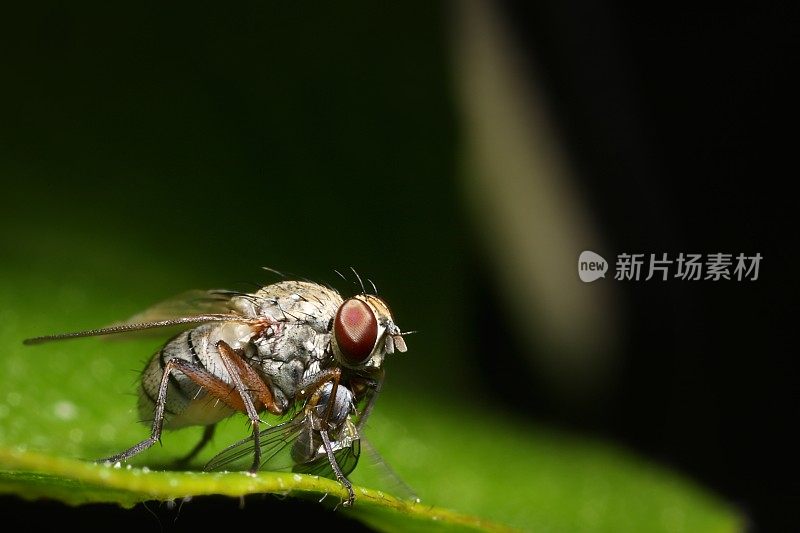 虎飞(双翅目;群落sp.)与猎物