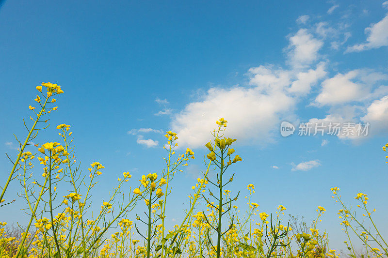 春天蓝天下的油菜花