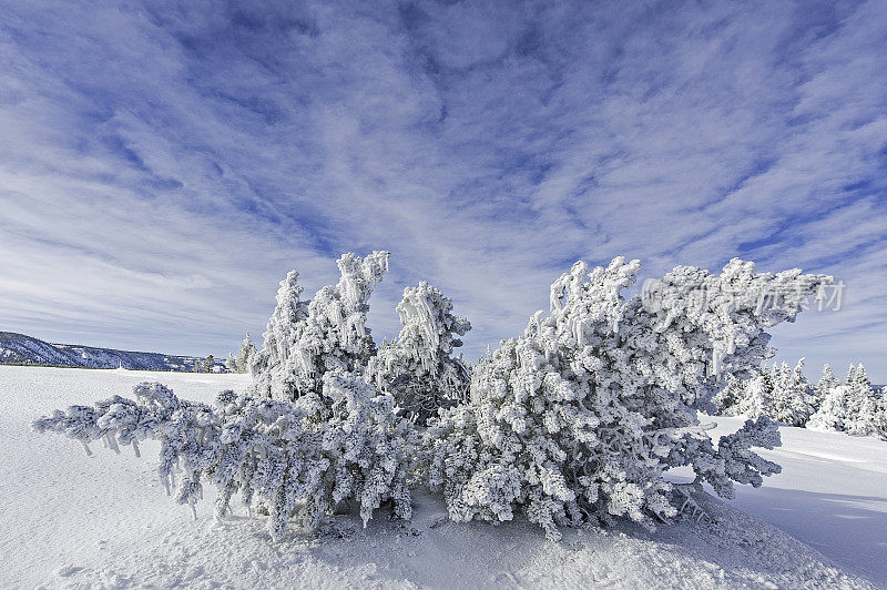 在中途间歇泉盆地有很多雪的树;