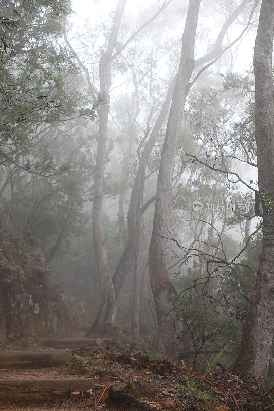 树像幽灵一样在雾中升起