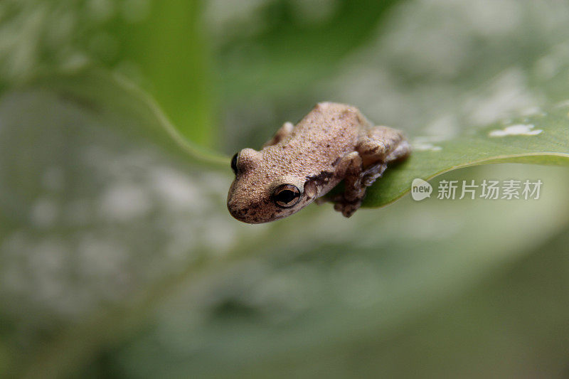 园林植物叶蛙