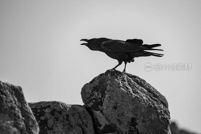 一个黑色的乌鸦