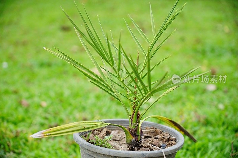 花盆里的绿色洋甘菊