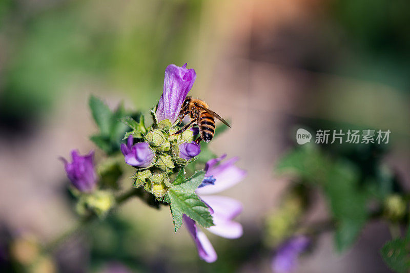 一只蜜蜂从锦葵花中采集花蜜