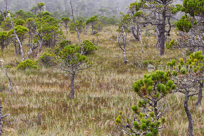 Ucluelet，不列颠哥伦比亚，加拿大