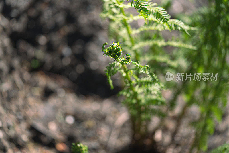 蕨类植物