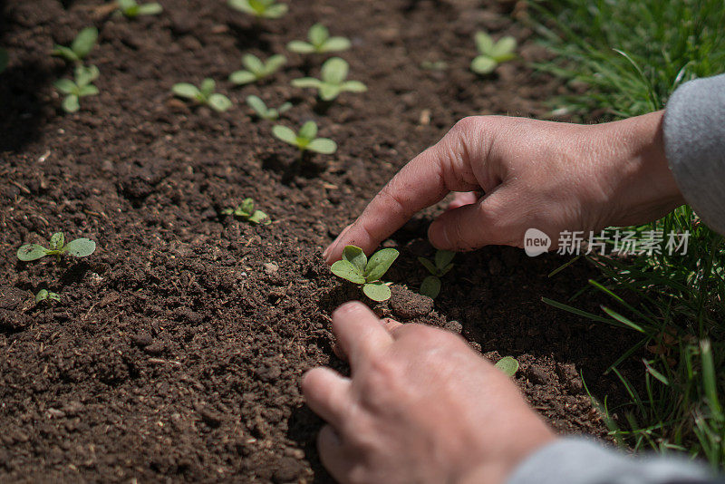 农民手工在土壤中种苗