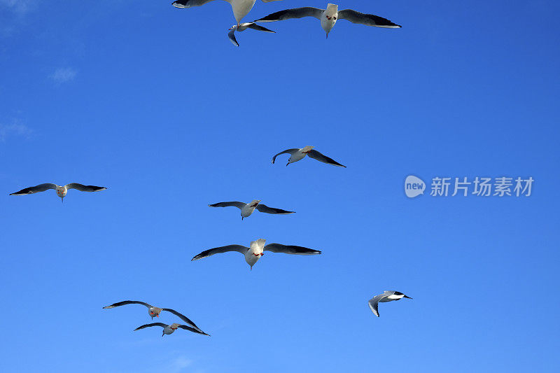蔚蓝晴朗的天空中，一群海鸥