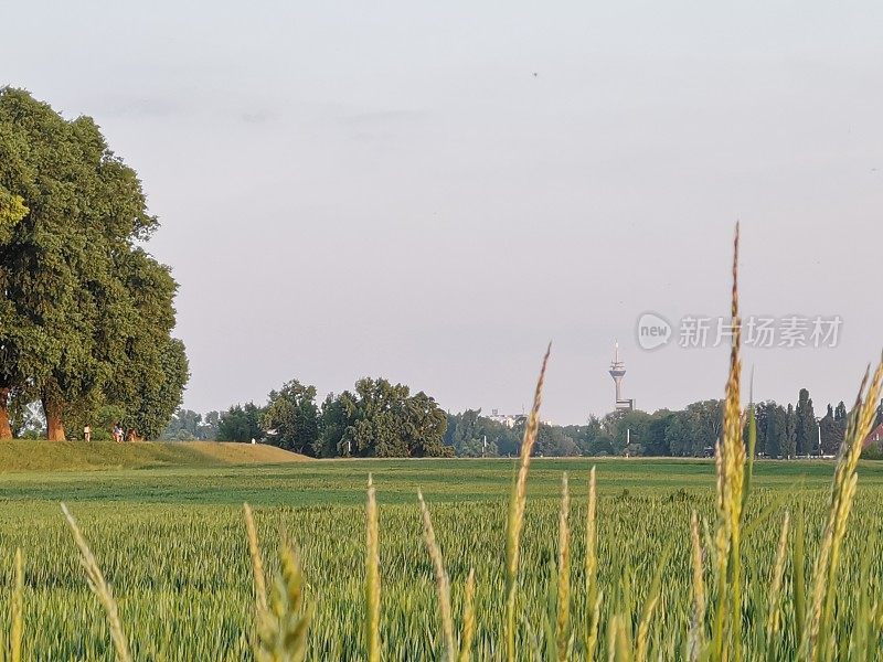 远处的夏季风景画Düsseldorf'莱茵塔框架的绿色点