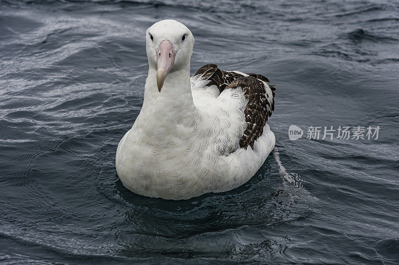 流浪信天翁，雪信天翁或白翅信天翁，是一种大型海鸟，属信天翁科，在南大洋有环极范围。流浪信天翁是信天翁属中最大的一员