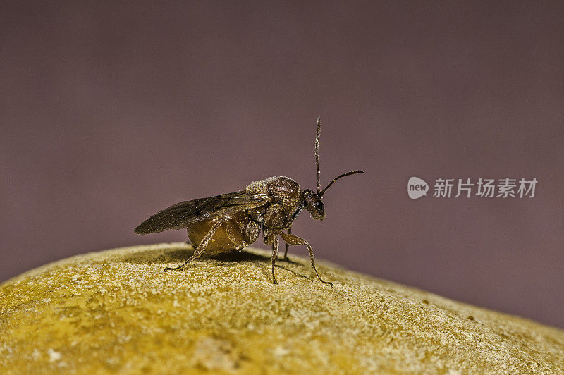 加州五倍子虫;来自加州圣罗莎的橡树瘿。