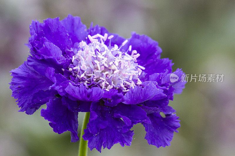 枕形花(Scabiosa)