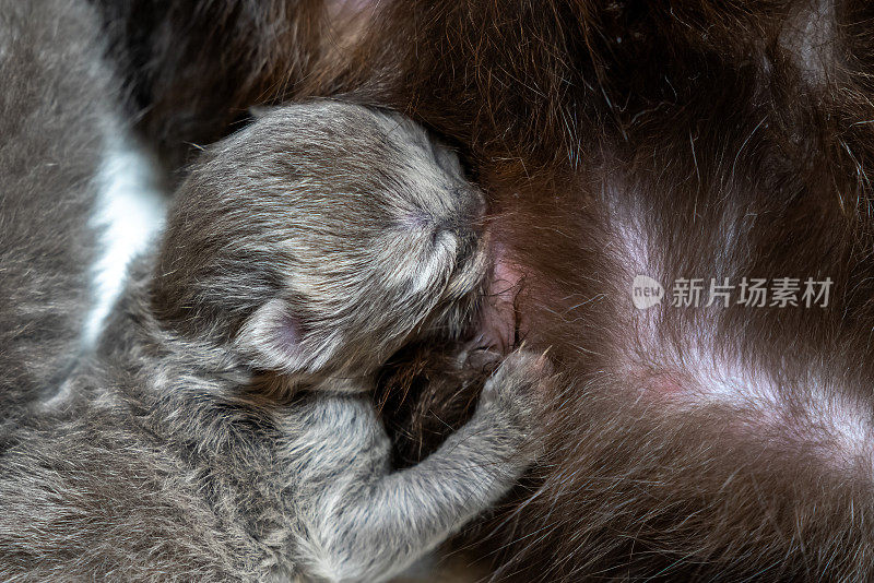 黑猫妈妈给她美丽的新生灰色苏格兰折耳猫宝宝喂奶