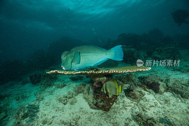 热带鱼，海洋生物，