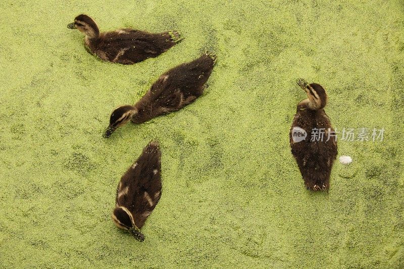 四只小鸭子在杂草丛生的池塘里