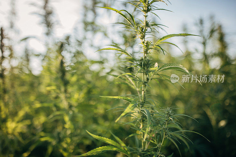 绿色有机大麻植物