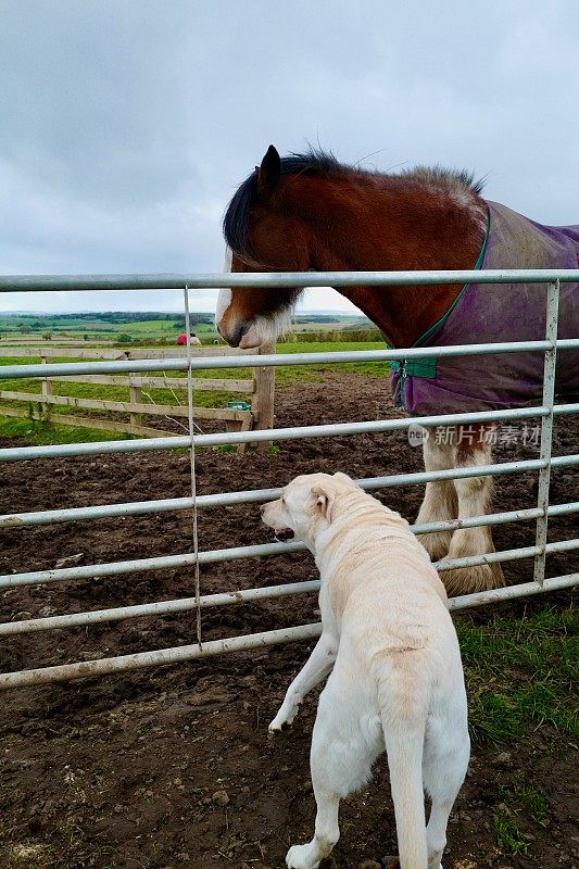 拉布拉多寻回犬和克莱兹代尔犬