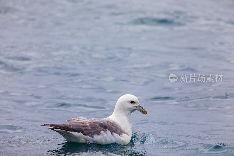 游泳海鸥