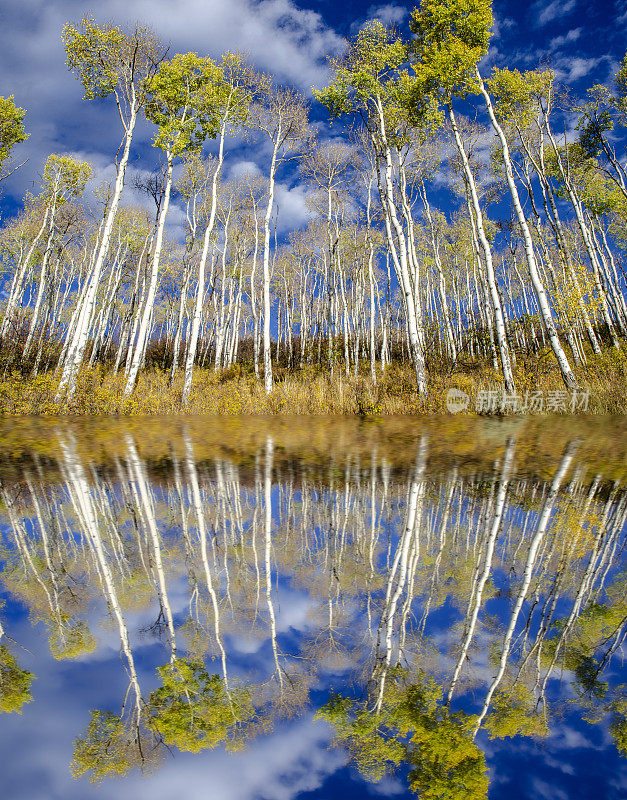 桦树:威尔，科罗拉多州:金杨:反射，镜湖反射，威尔，科罗拉多州