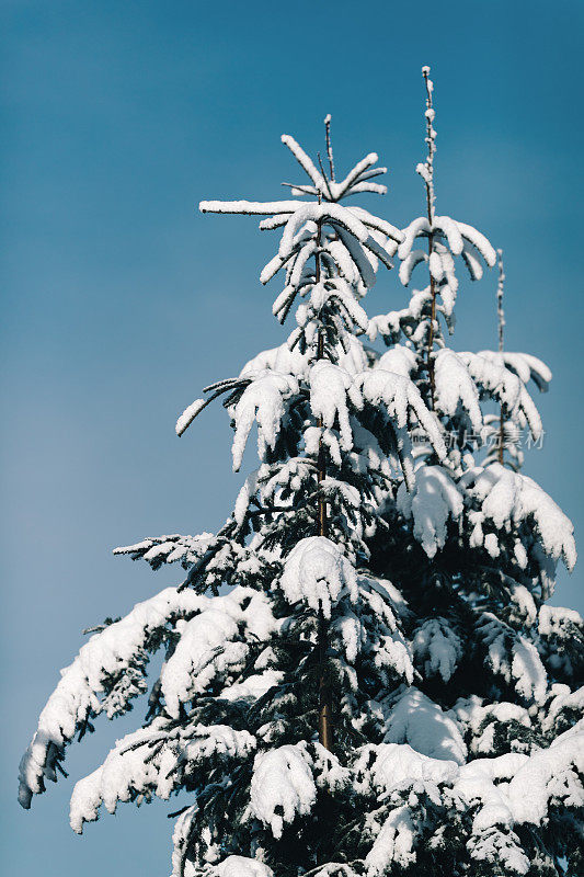 冬天的雪在树梢