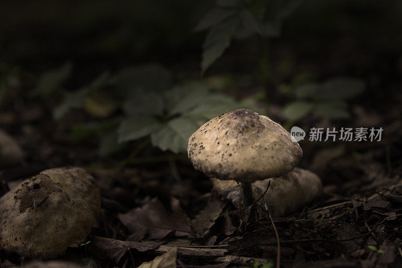 毒蘑菇在黑暗的森林与浅的领域深度