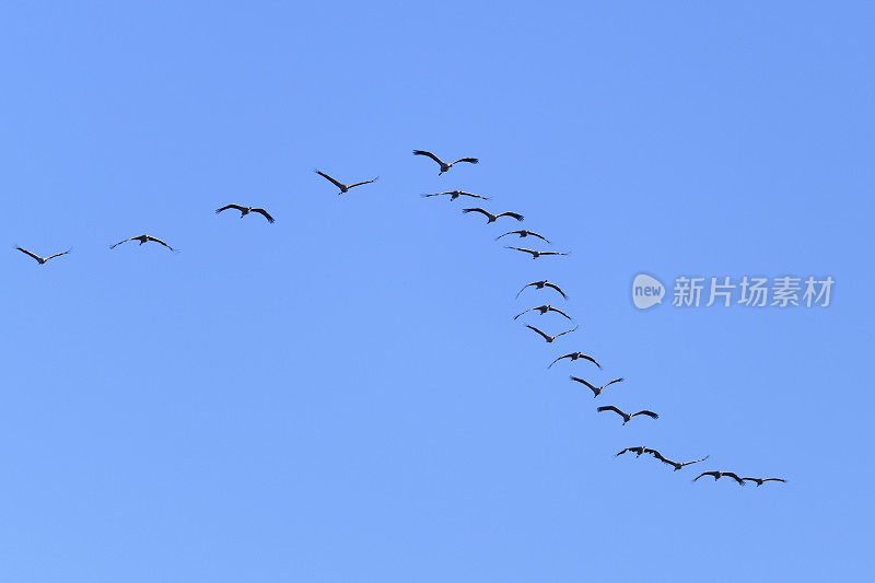 在秋季迁徙期间，鹤类在半空中飞行