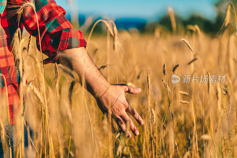 农夫的手摸着小麦