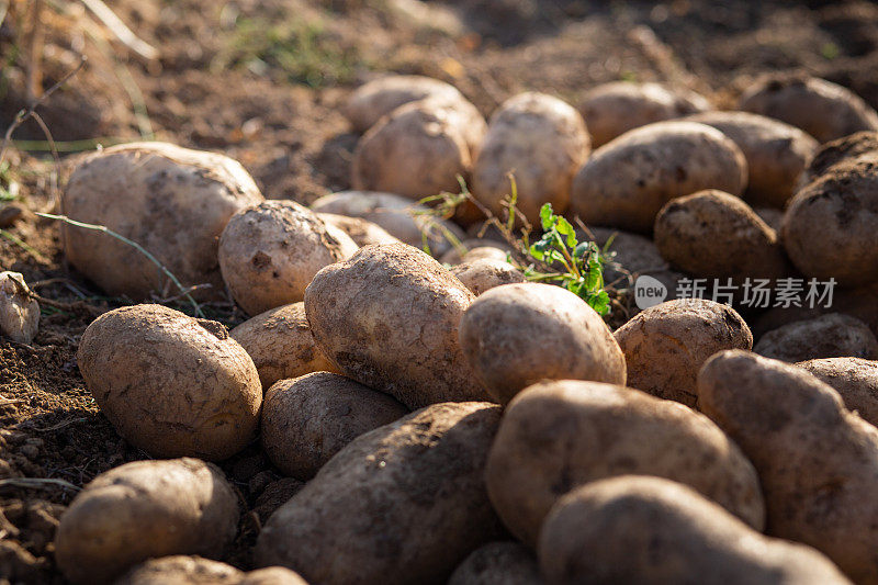 地里的土豆